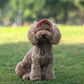 🧢 50% OFF NOW! ☀️ Dog Sun Hat with Wide Brim – UV protection & breathable – Adjustable strap, perfect for summer walks or beach trips – keeps your pet cool and safe 🐶🌊✨