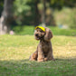 🧢 50% OFF NOW! ☀️ Dog Sun Hat with Wide Brim – UV protection & breathable – Adjustable strap, perfect for summer walks or beach trips – keeps your pet cool and safe 🐶🌊✨