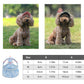 🧢 50% OFF NOW! ☀️ Dog Sun Hat with Wide Brim – UV protection & breathable – Adjustable strap, perfect for summer walks or beach trips – keeps your pet cool and safe 🐶🌊✨